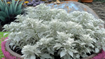 potted Artemesia Stellerinana Silver Brocade live houseplant from Divine Roots