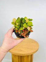 growth pattern of Fittonia Forest Rooted Starter Plant live houseplant from Divine Roots