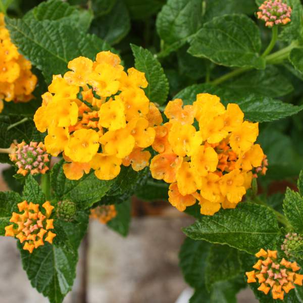 close-up detail of Lantana Spreading Gold Rooted Starter Plant live houseplant from Divine Roots