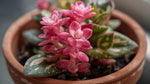 new growth on Episcia Pink Panther Succulent live succulent from Divine Roots