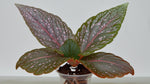 growth pattern of Angel Wing Begonia Benigo Pink Rooted Starter Plant live Begonia from Divine Roots