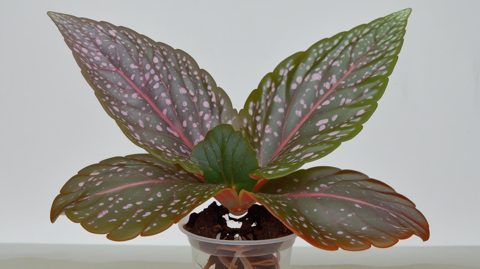 growth pattern of Angel Wing Begonia Benigo Pink Rooted Starter Plant live Begonia from Divine Roots