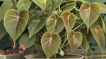 Philodendron Micans (Rooted Starter Plant) live Philodendron from Divine Roots