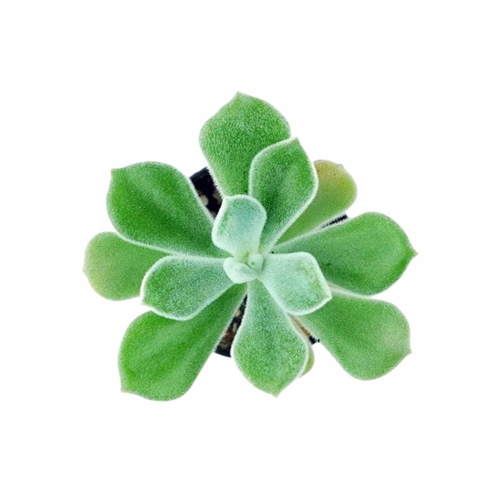 Echeveria Frosty live plant from Divine Roots — main product photo