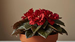 size reference for Begonia Double Geneva Red live Begonia from Divine Roots