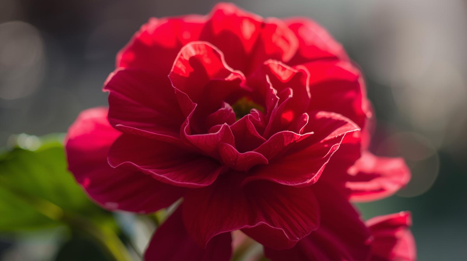 full view of Begonia Double Geneva Red live Begonia from Divine Roots