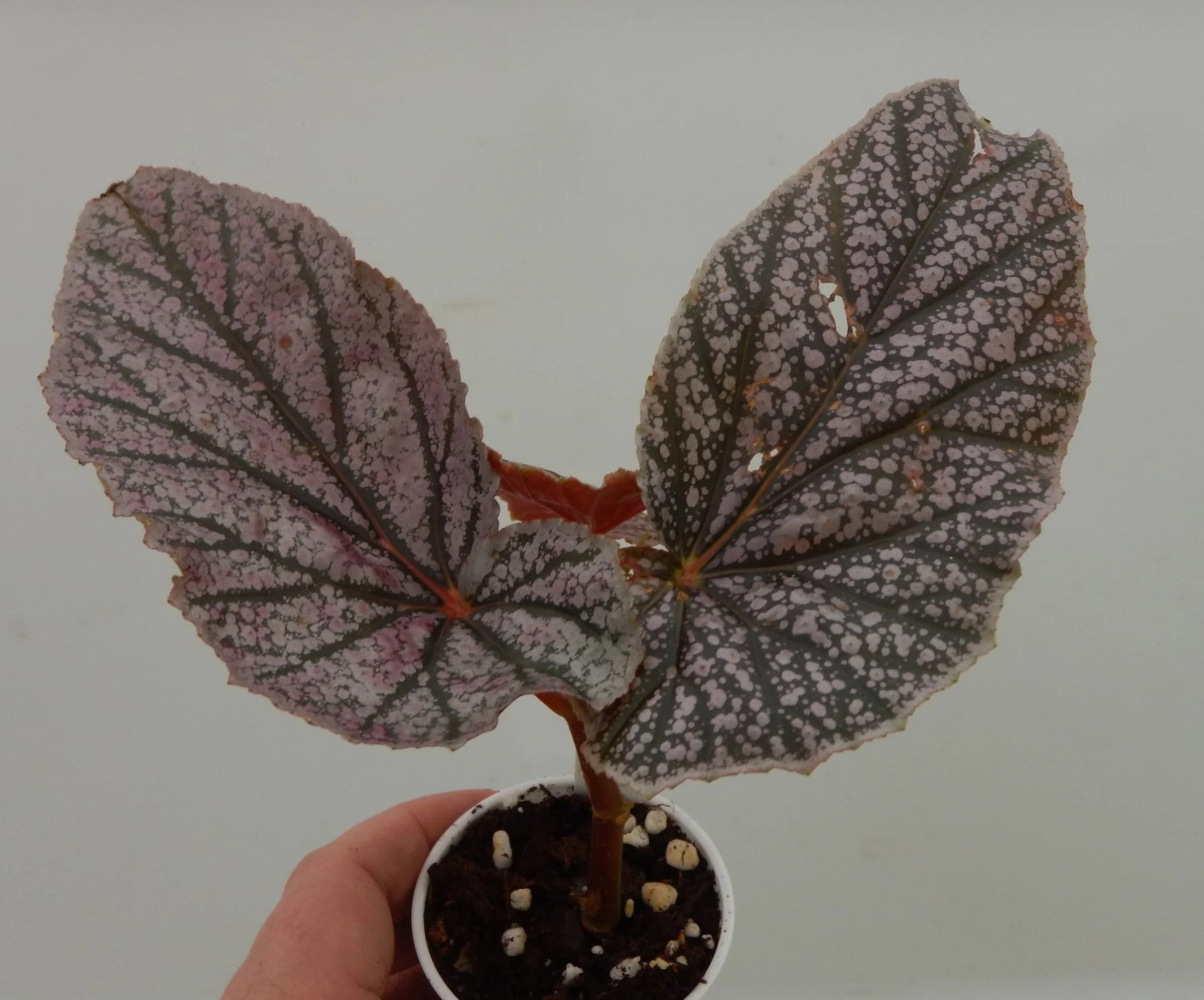 side profile of Angel Wing Begonia Miss Mummy Rooted Starter Plant live Begonia from Divine Roots
