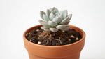 full view of Echeveria Lola Rooted Starter Plant live succulent from Divine Roots
