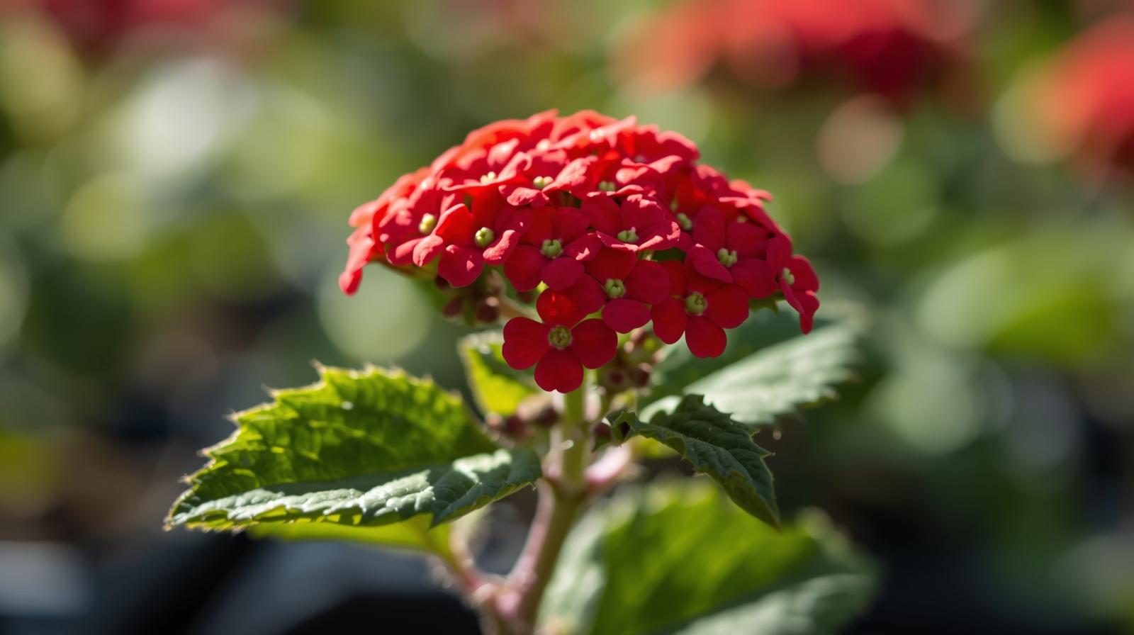 mature specimen of Lantana Florida Red (Rooted Starter Plant) live houseplant from Divine Roots