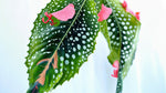 potted Angel Wing Begonia My Special Angel live Begonia from Divine Roots