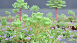 growth pattern of Sedum Spurium John Creech live succulent from Divine Roots