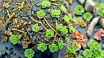 side profile of Sedum Spurium John Creech Rooted Starter Plant live succulent from Divine Roots
