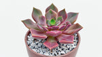 Echeveria Chroma live plant from Divine Roots — photo 7 of 11
