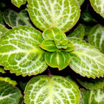 potted Plectranthus Swedish Ivy Emerald Lace live trailing plant from Divine Roots