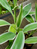 potted Sanderiana Variegated Dracaena live Dracaena from Divine Roots