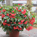growth pattern of Angel Wing Begonia Sunbrite Red Rooted Starter Plant live Begonia from Divine Roots