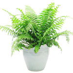new growth on Macho Fern Rooted Starter Plant live fern from Divine Roots