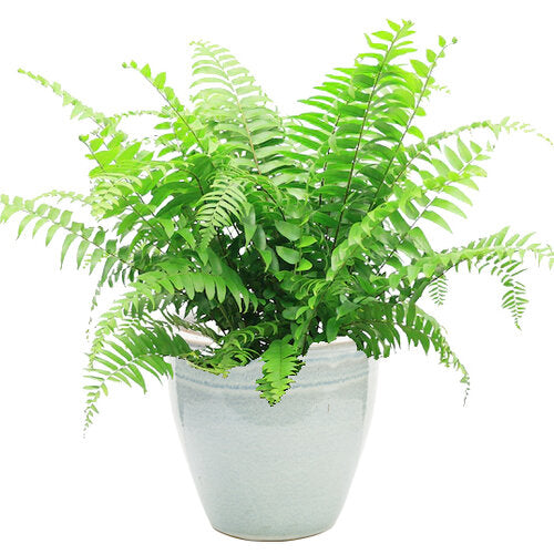 new growth on Macho Fern Rooted Starter Plant live fern from Divine Roots