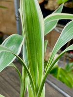 leaf detail of Sanderiana Variegated Dracaena live Dracaena from Divine Roots