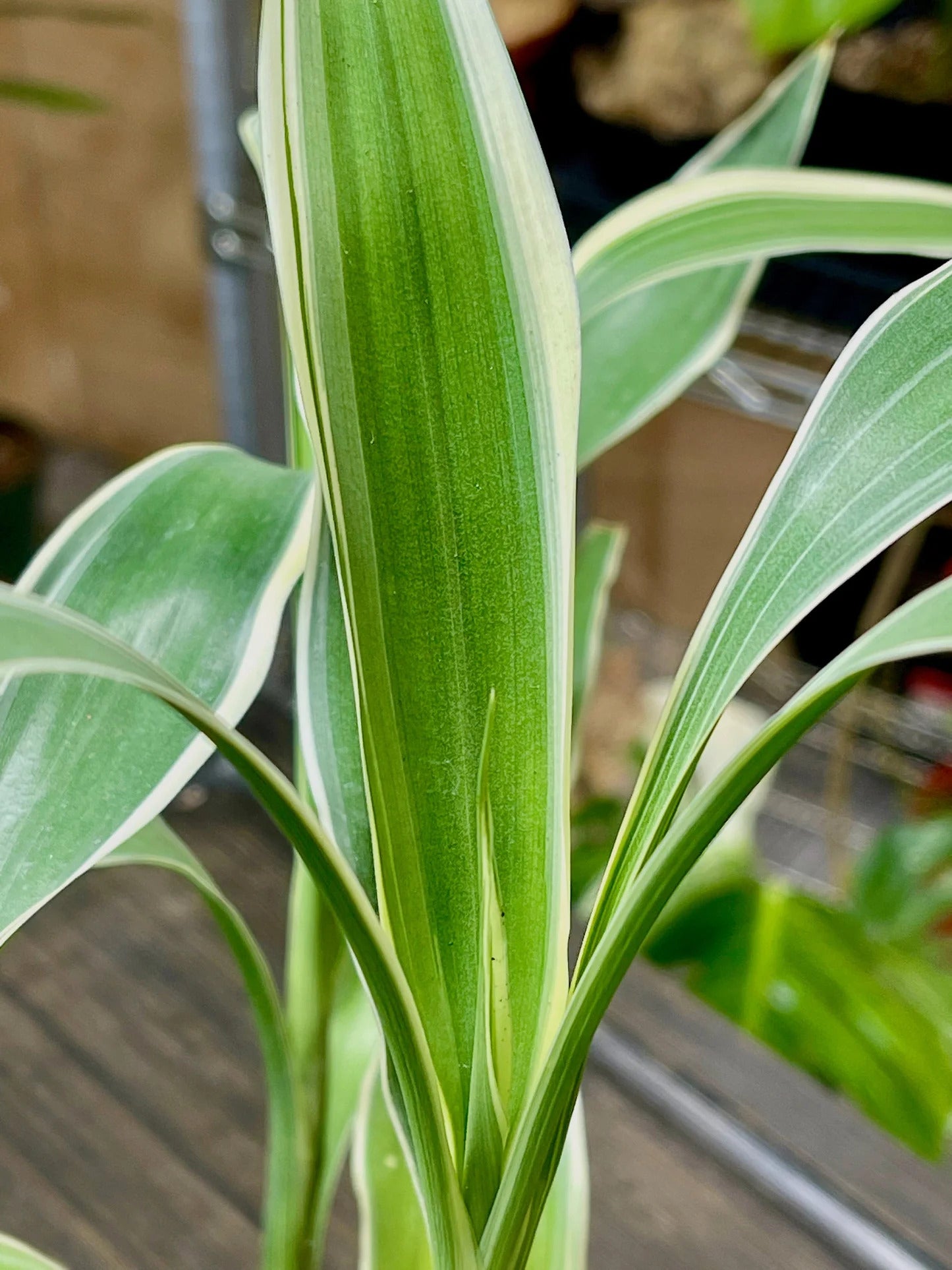 leaf detail of Sanderiana Variegated Dracaena live Dracaena from Divine Roots