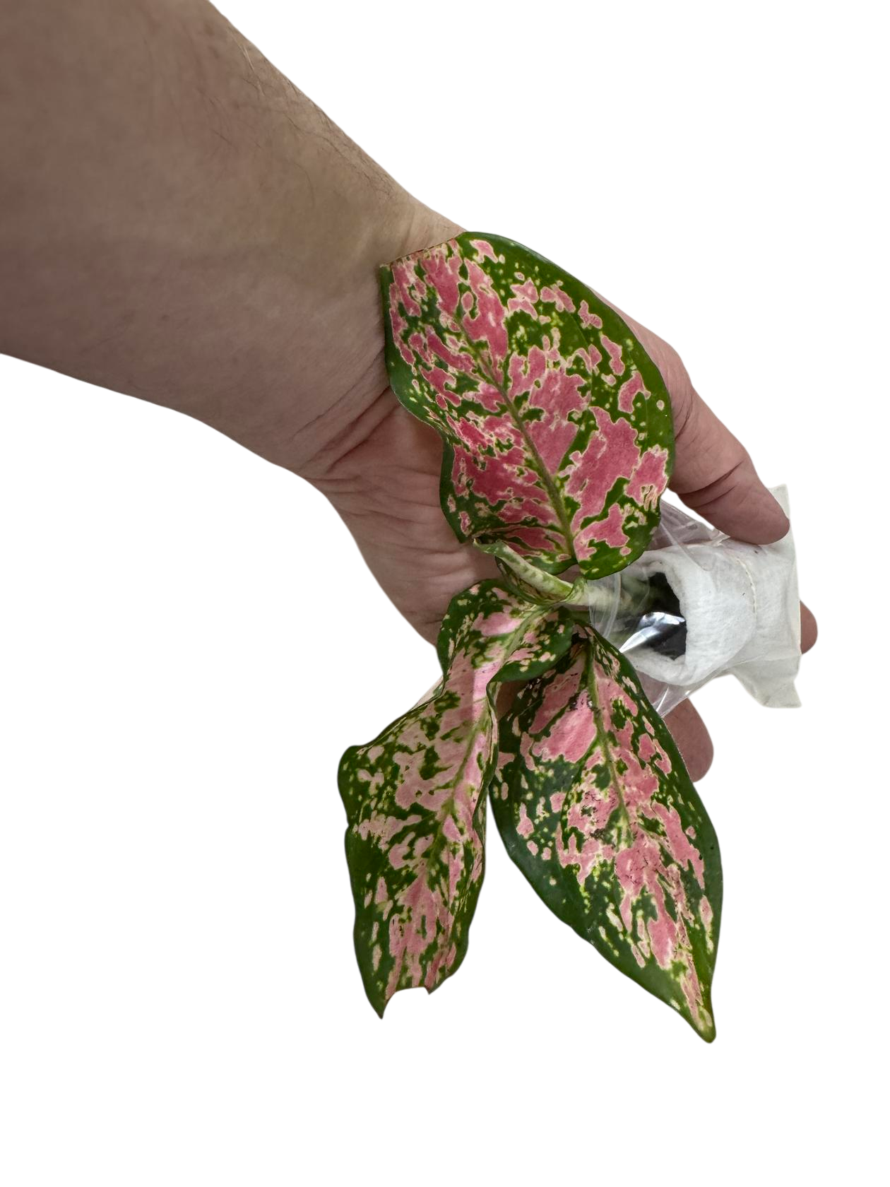 Aglaonema Queen, Red Valentine, root starter, US.