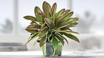 leaf detail of Cordyline Coffee Compacta 6" White Eco Pot decorative planter from Divine Roots