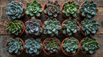 detail shot of Rosette Shaped Succulent Pack live succulent from Divine Roots