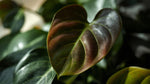 potted Philodendron Micans (Velvet-Leaf Philodendron) live Philodendron from Divine Roots