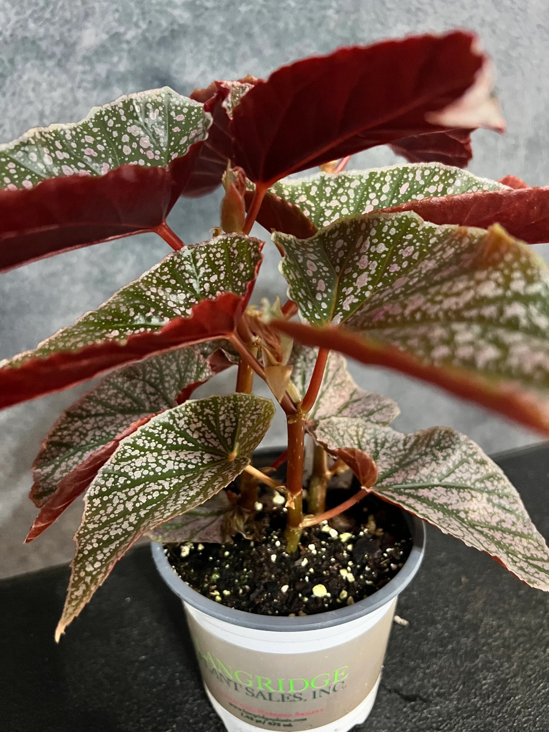 detail shot of Angel Wing Begonia Miss Mummy Rooted Starter Plant live Begonia from Divine Roots