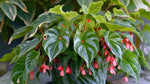 close-up detail of Angel Wing Begonia Lois Burke Rooted Starter Plant live Begonia from Divine Roots