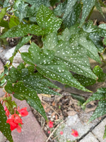 top view of Angel Wing Begonia Lois Burke Rooted Starter Plant live Begonia from Divine Roots