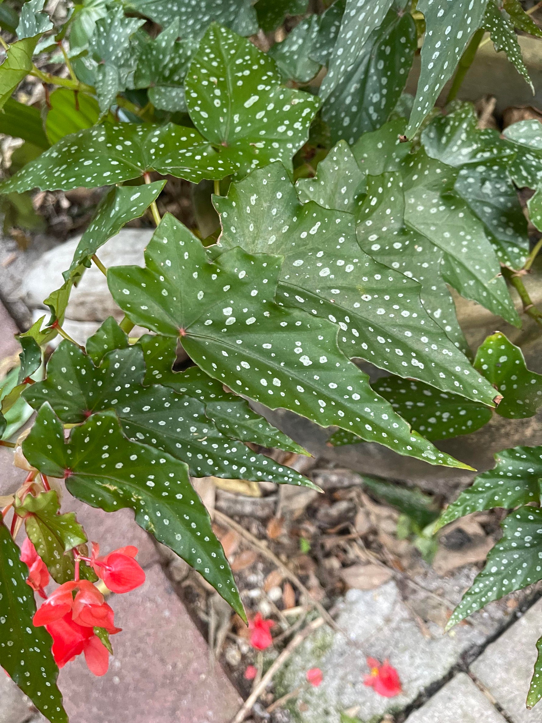 top view of Angel Wing Begonia Lois Burke Rooted Starter Plant live Begonia from Divine Roots