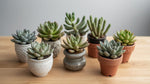 side profile of Pet Friendly Succulent Pack live succulent from Divine Roots
