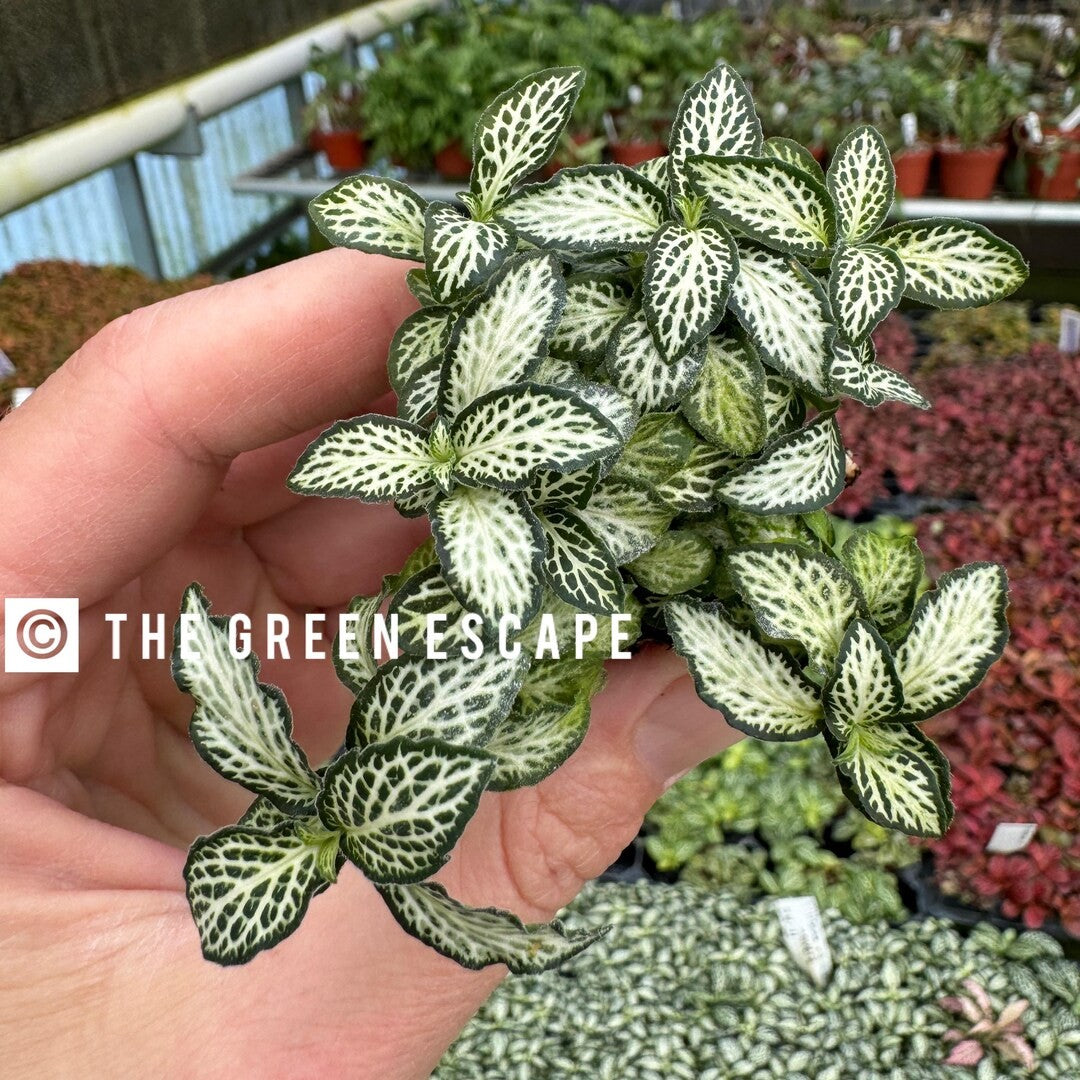 side profile of Fittonia Lovers Rooted Starter Plant live houseplant from Divine Roots