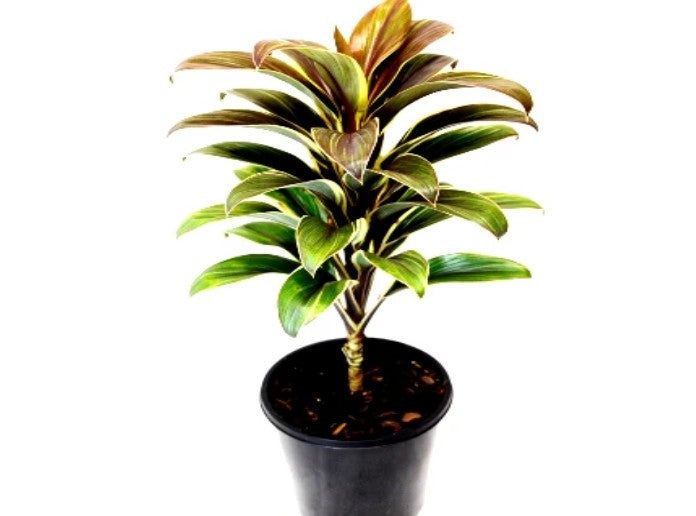 detail shot of Cordyline Coffee Compacta 6" White Eco Pot decorative planter from Divine Roots