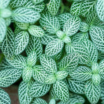 close-up detail of Fittonia Whisper Rooted Starter Plant live houseplant from Divine Roots