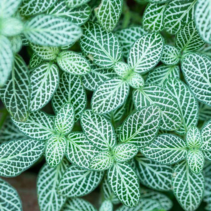 close-up detail of Fittonia Whisper Rooted Starter Plant live houseplant from Divine Roots