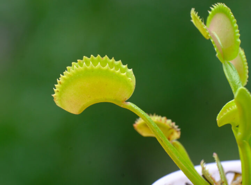 close-up detail of Venus Fly Trap w/Dome (Dionaea muscipula ‘Dente’) 3″ Pot decorative planter from Divine Roots