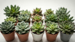 new growth on Rosette Shaped Succulent Pack live succulent from Divine Roots