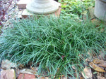 detail shot of Mondo Grass (Ophiogon Japonica) live houseplant from Divine Roots