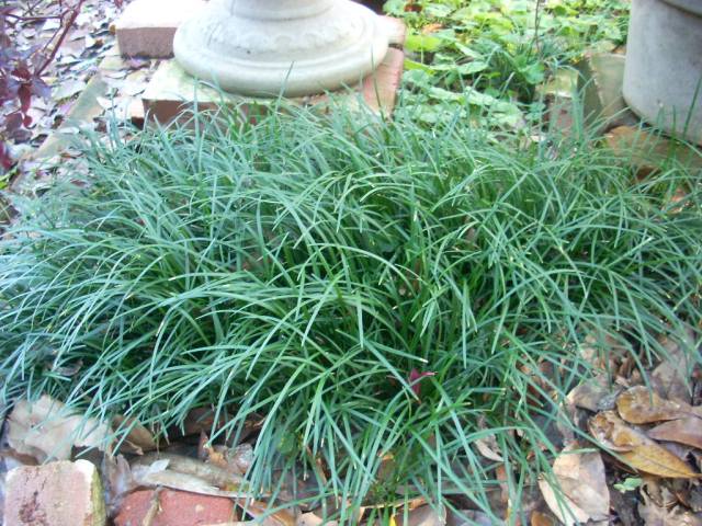 detail shot of Mondo Grass (Ophiogon Japonica) live houseplant from Divine Roots