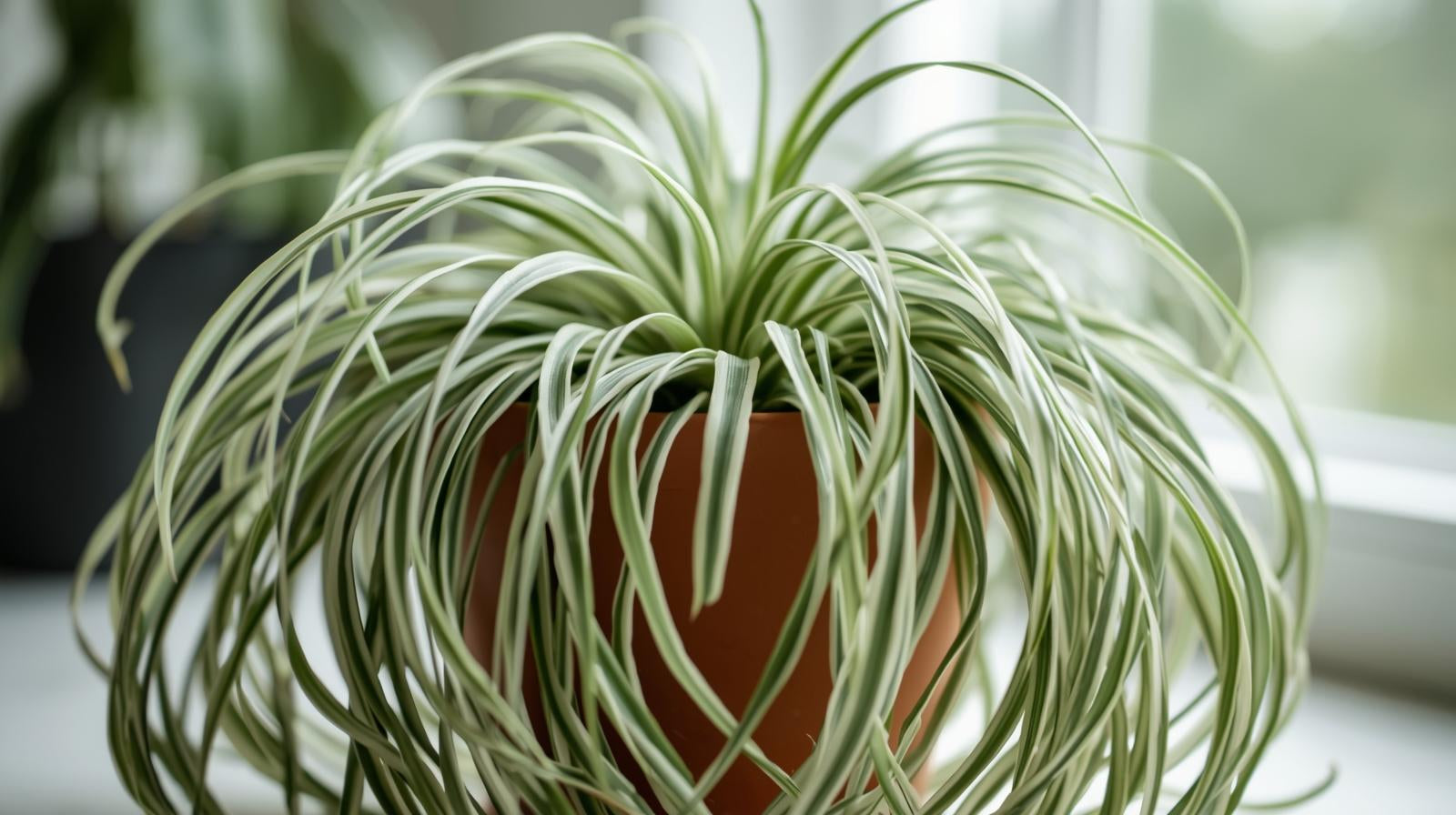 Chlorophytum Spider Reverse Rooted Starter Plant live spider plant from Divine Roots