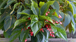 size reference for Angel Wing Begonia Torch Rooted Starter Plant live Begonia from Divine Roots