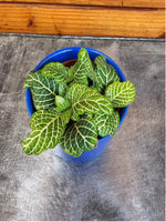 new growth on Fittonia Marble Green Rooted Starter Plants live houseplant from Divine Roots