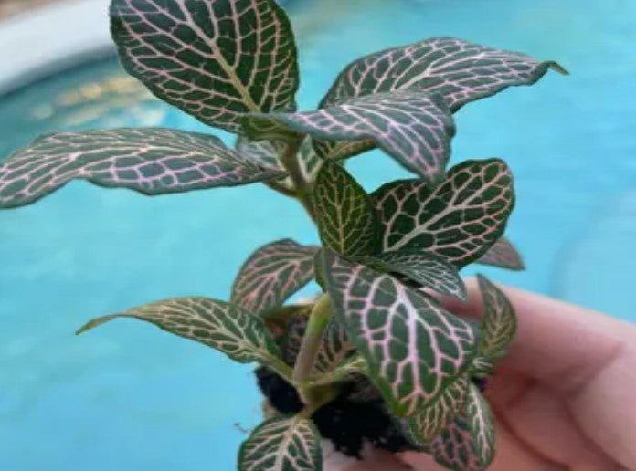 growth pattern of Fittonia Mistral Rooted Starter Plant live houseplant from Divine Roots
