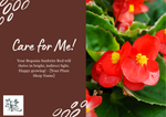 top view of Angel Wing Begonia Sunbrite Red live Begonia from Divine Roots