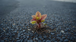 new growth on Coleus Smallwood Driveway Rooted Starter Plant live houseplant from Divine Roots