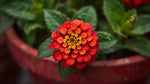 potted Lantana Dallas Red (Rooted Starter Plant) live houseplant from Divine Roots