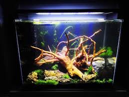 new growth on Aquarium Hardscape DriftWood: SpiderWood live houseplant from Divine Roots