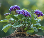 size reference for Lantana 'Dark Purple' (Rooted Starter Plant) live houseplant from Divine Roots